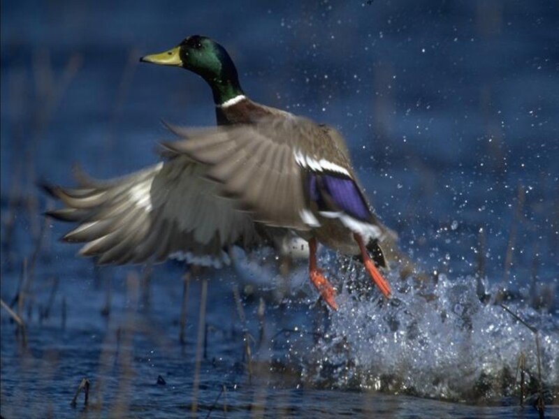 Mallard duck taking flight