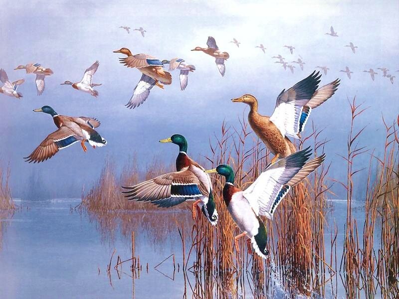 Mallard Ducks in Flight — Blue