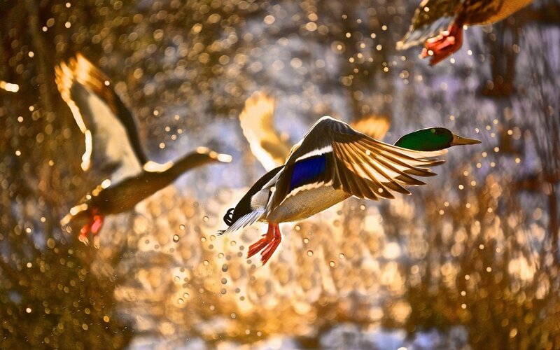 Mallard Ducks in Flight — Green, Dynamic