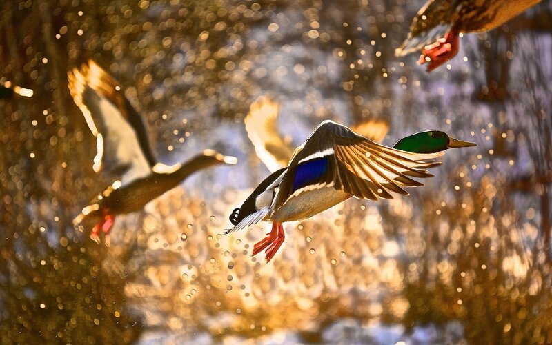 Mallard Ducks in Flight — Green