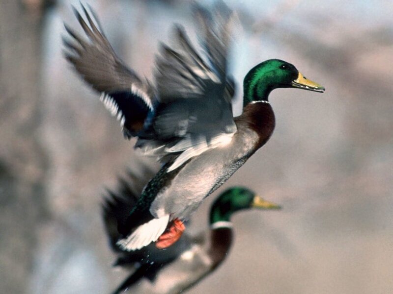 Mallard Ducks in Flight