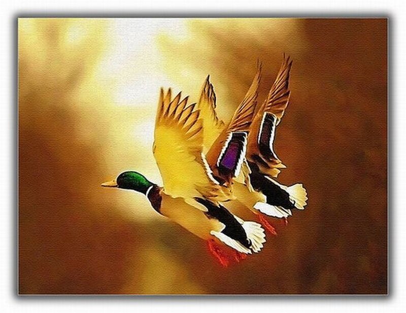 Mallard Ducks in Flight — Yellow
