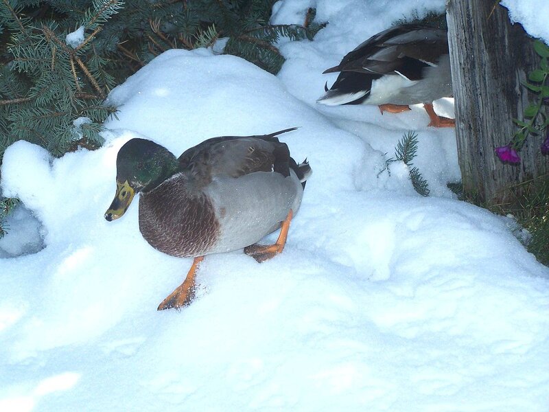 Mallard Ducks in Snow