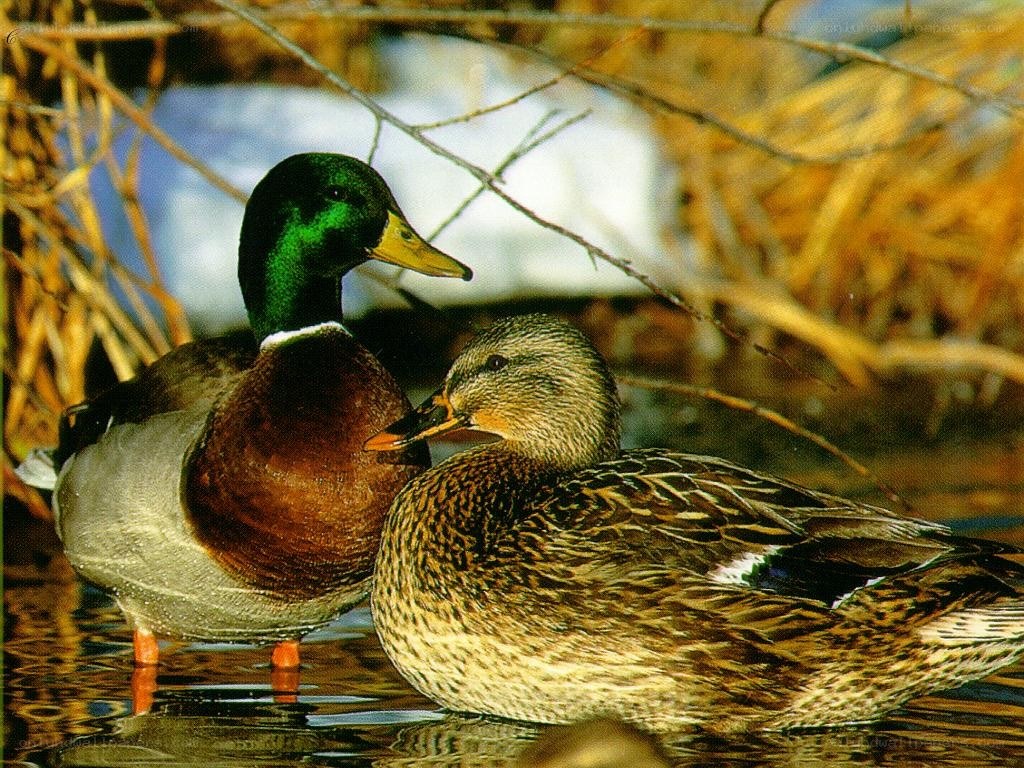 Mallard ducks in the wild
