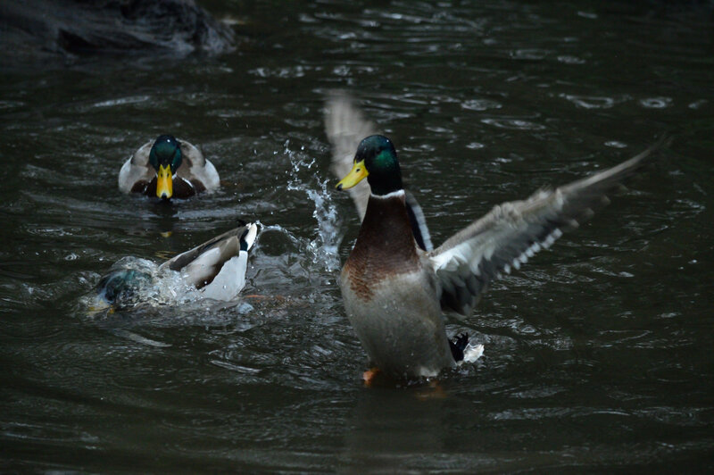 Mallard Ducks in Water