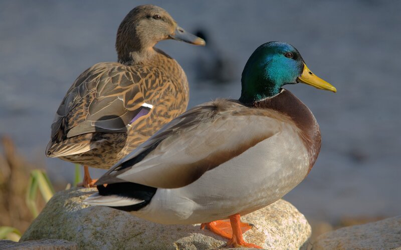 Mallard ducks on a rock