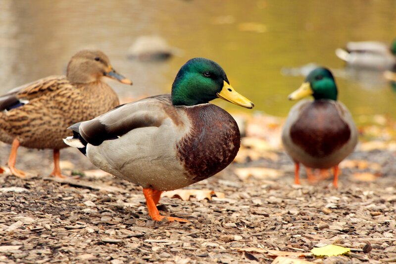 Mallard Ducks on Ground