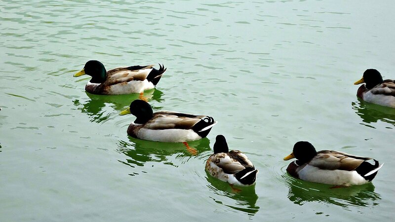 Mallard Ducks Swimming — Green
