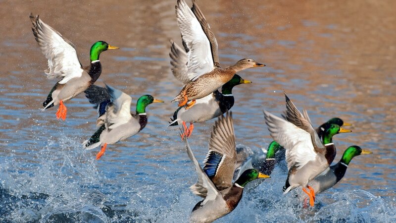 Mallard Ducks Taking Flight