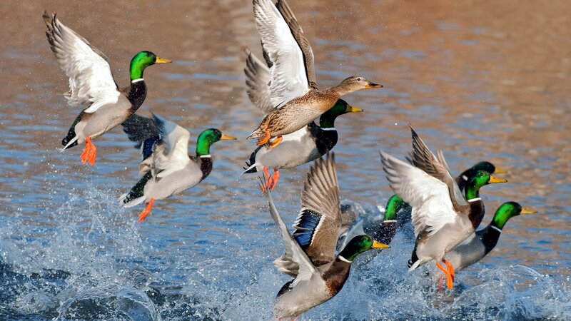 Mallard Ducks Taking Off — Blue