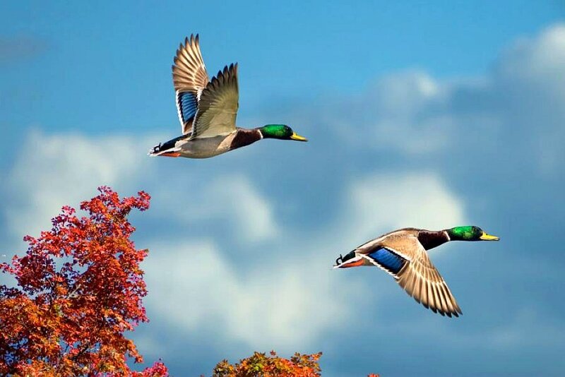 Mallards flying in autumn