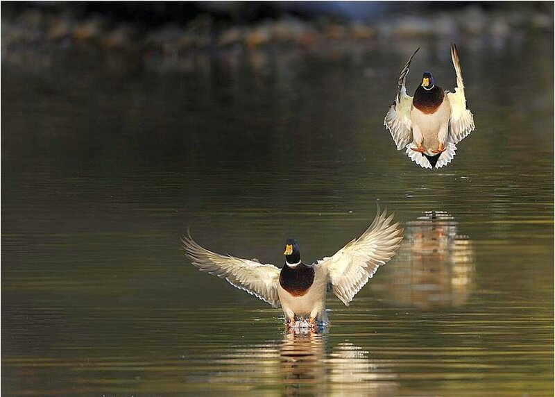Mallards taking flight from water