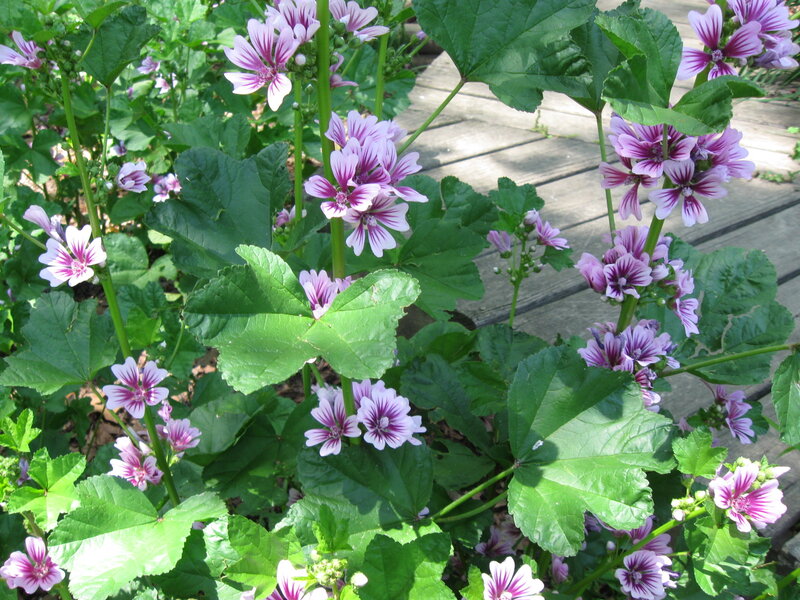 Mallow Flowers in Garden