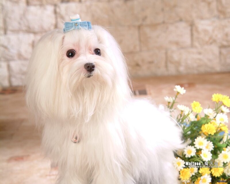 Maltese dog with bow