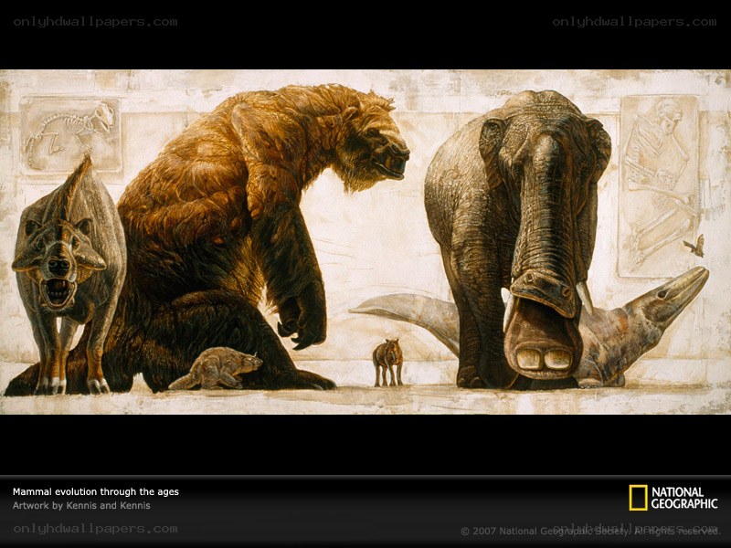 Mammal evolution through the ages