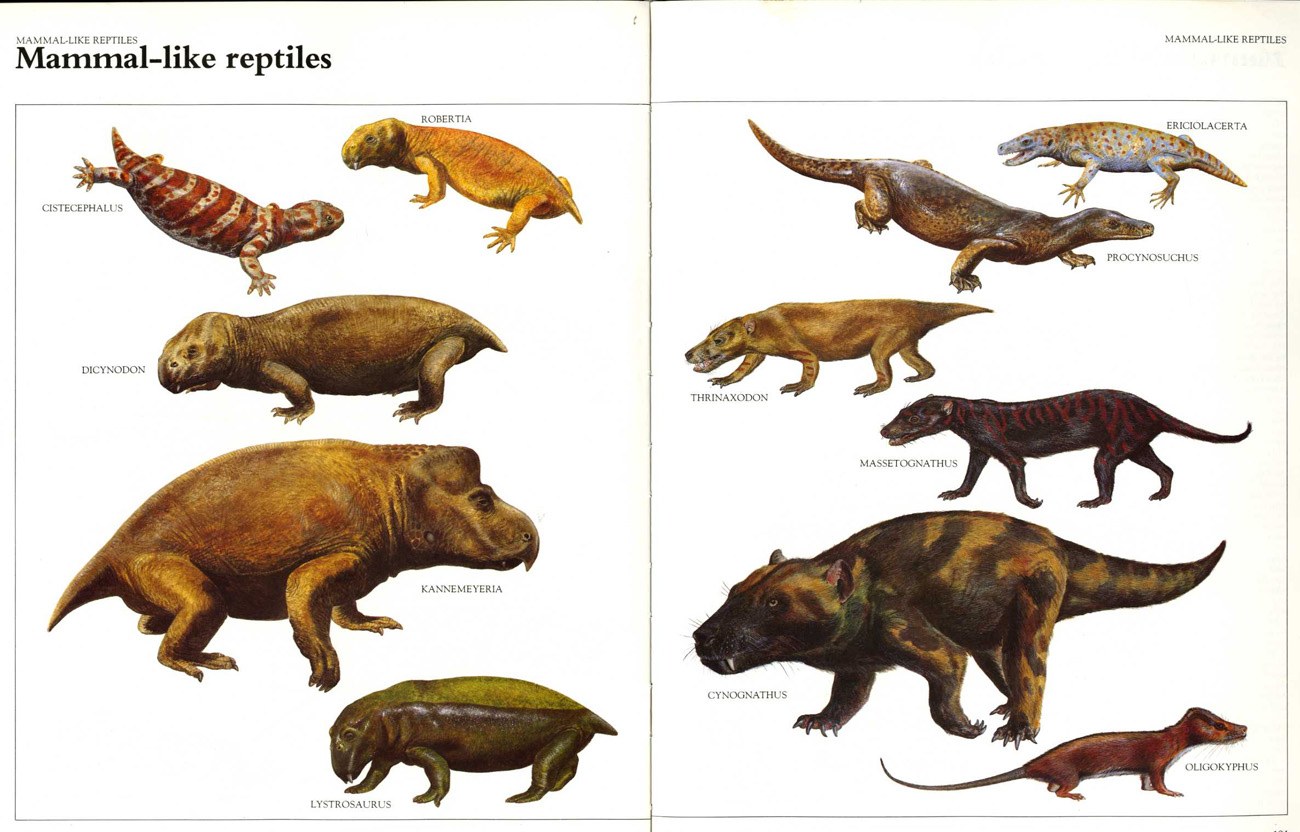 Mammal-like reptiles
