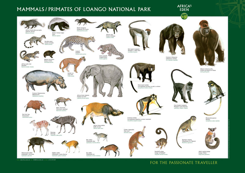 Mammals and Primates