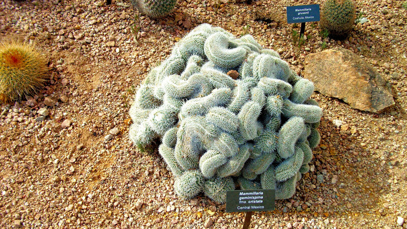 Mammillaria Geminispina Cactus