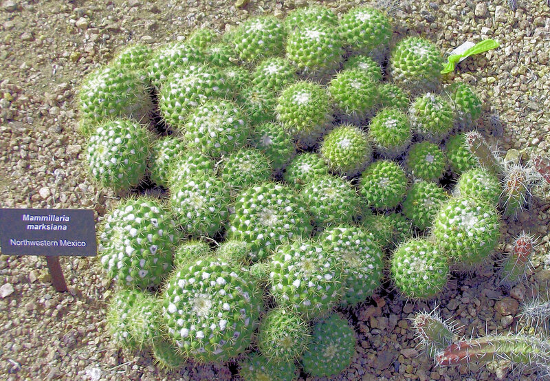 Mammillaria Marksiana Cacti