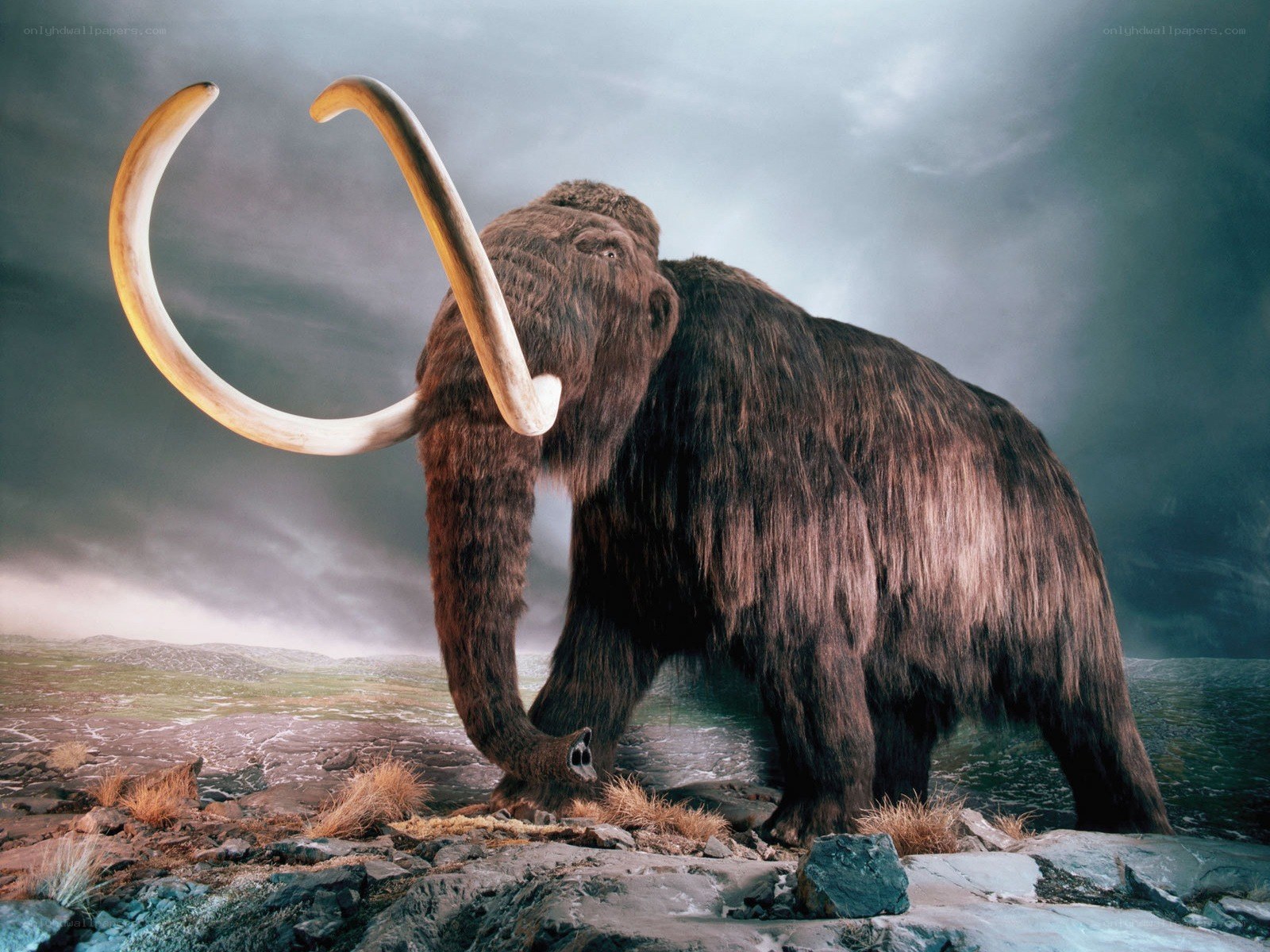 Mammoth in prehistoric landscape