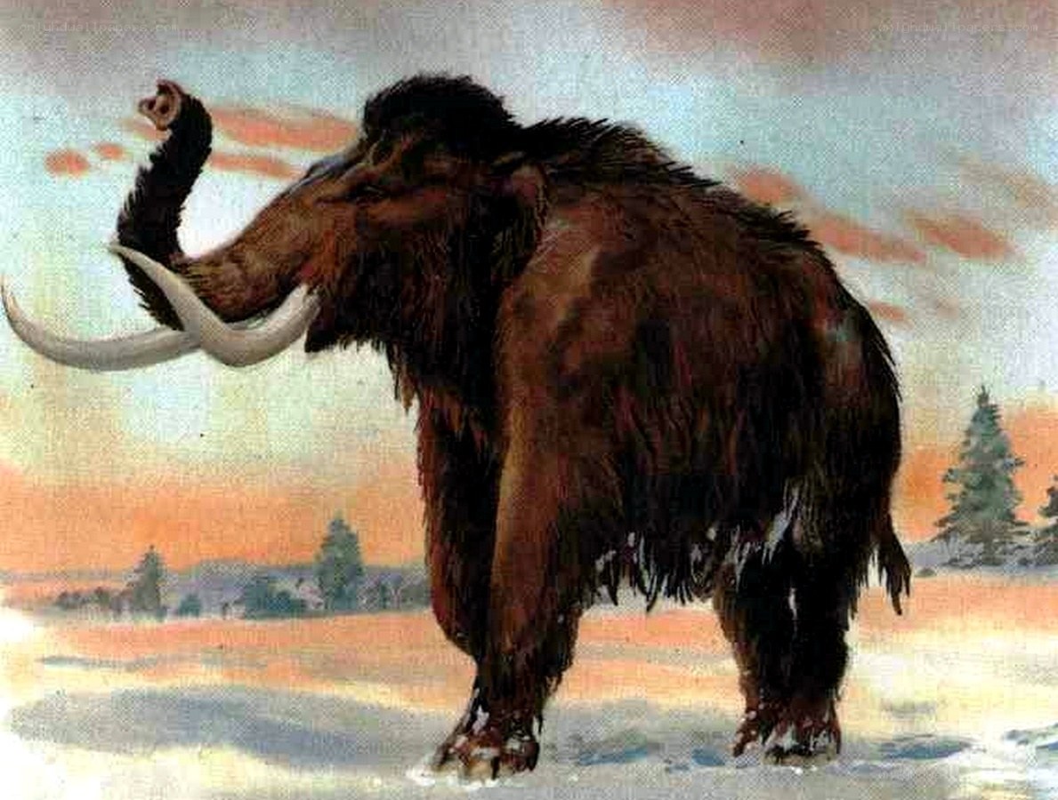 Mammoth in snowy landscape