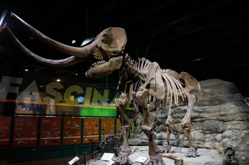 Mammoth Skeleton — Brown