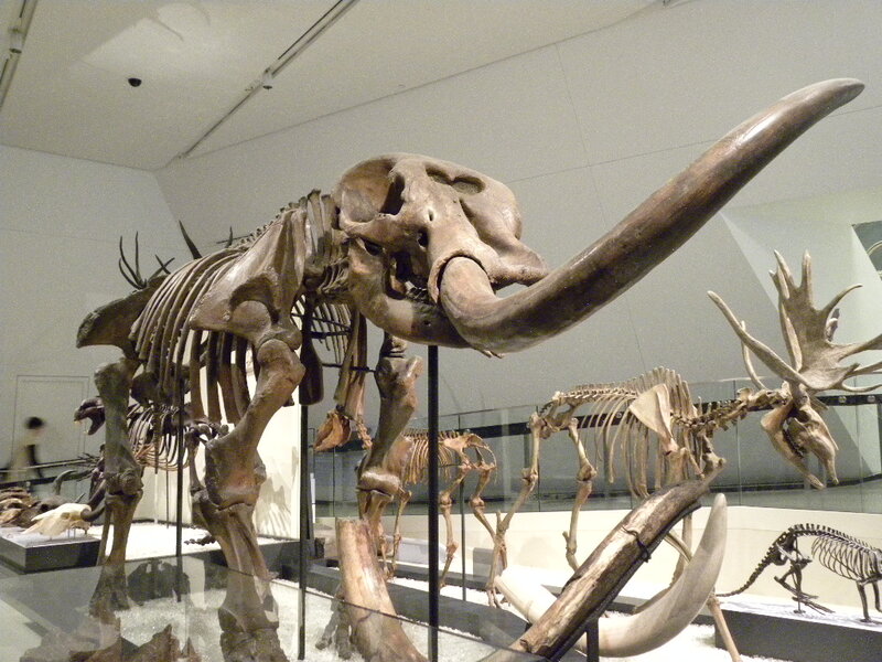 Mammoth Skeleton