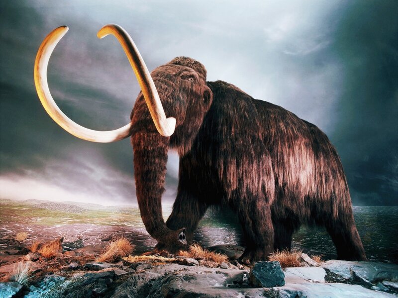 Mammoth with Curved Tusks — Brown