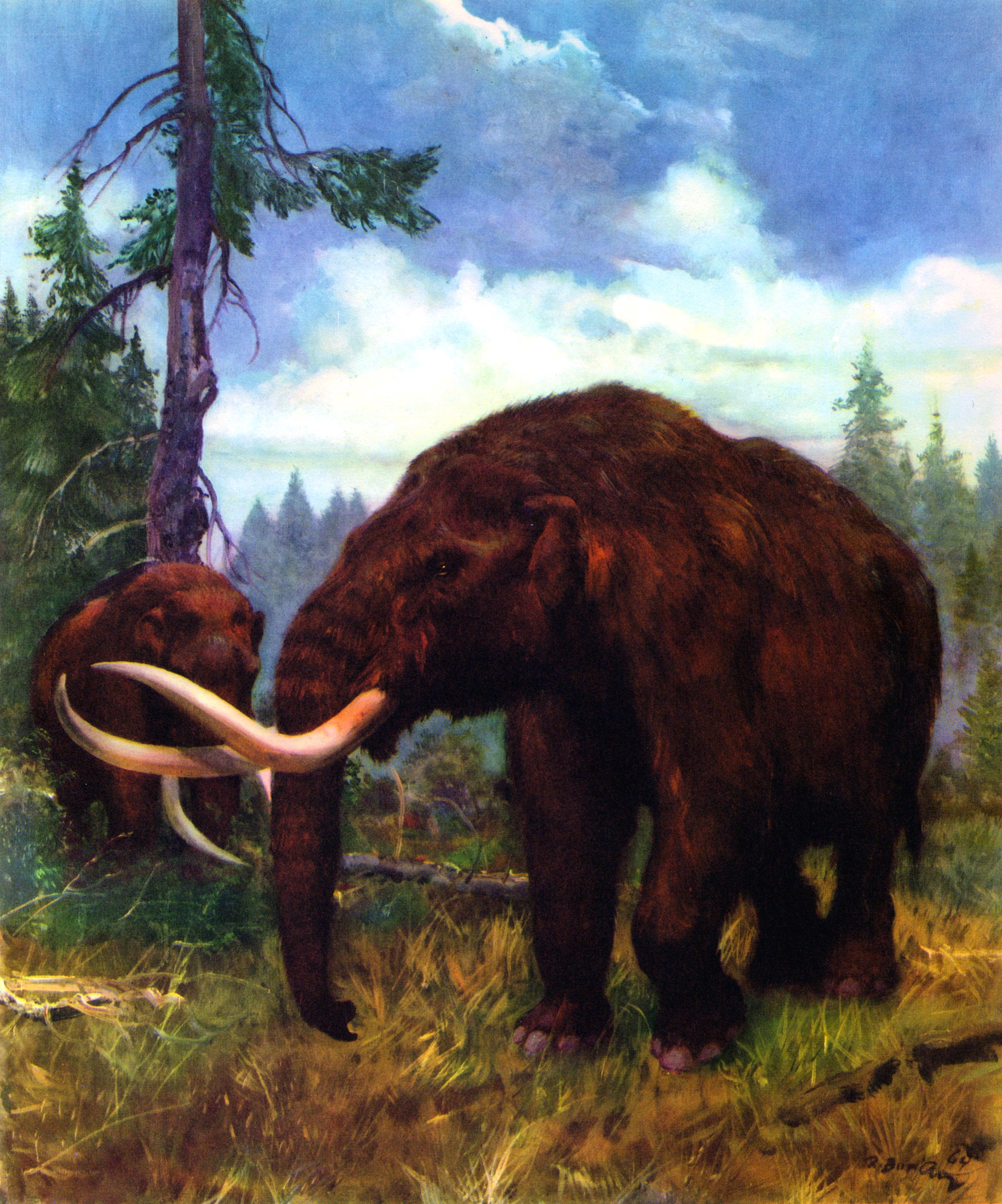 Mammoths in a forest