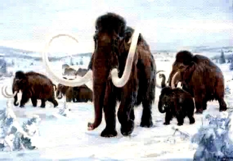 Mammoths in the snow