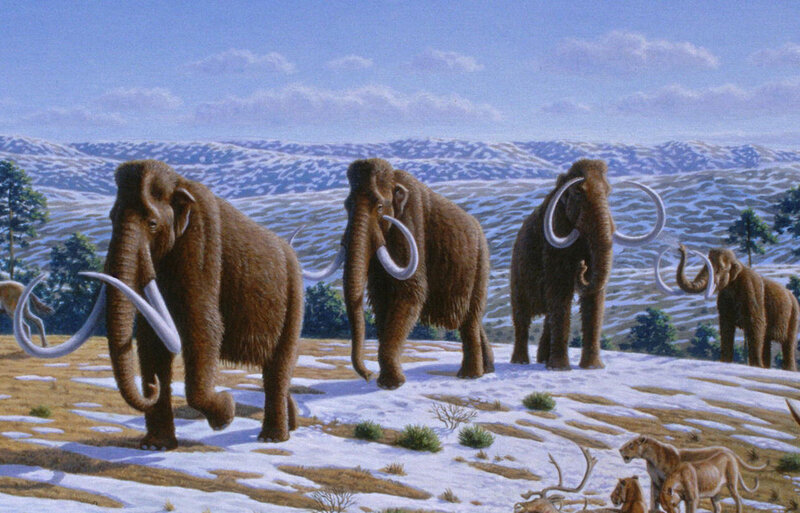Mammoths in Tundra