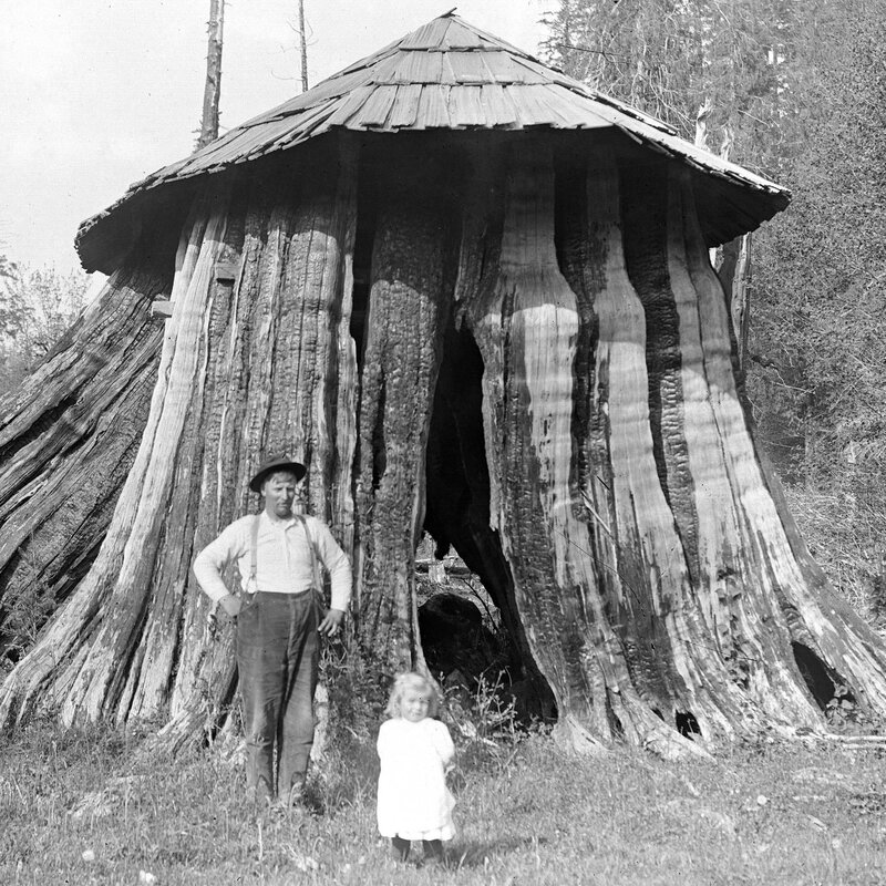 Man and child by hollow tree