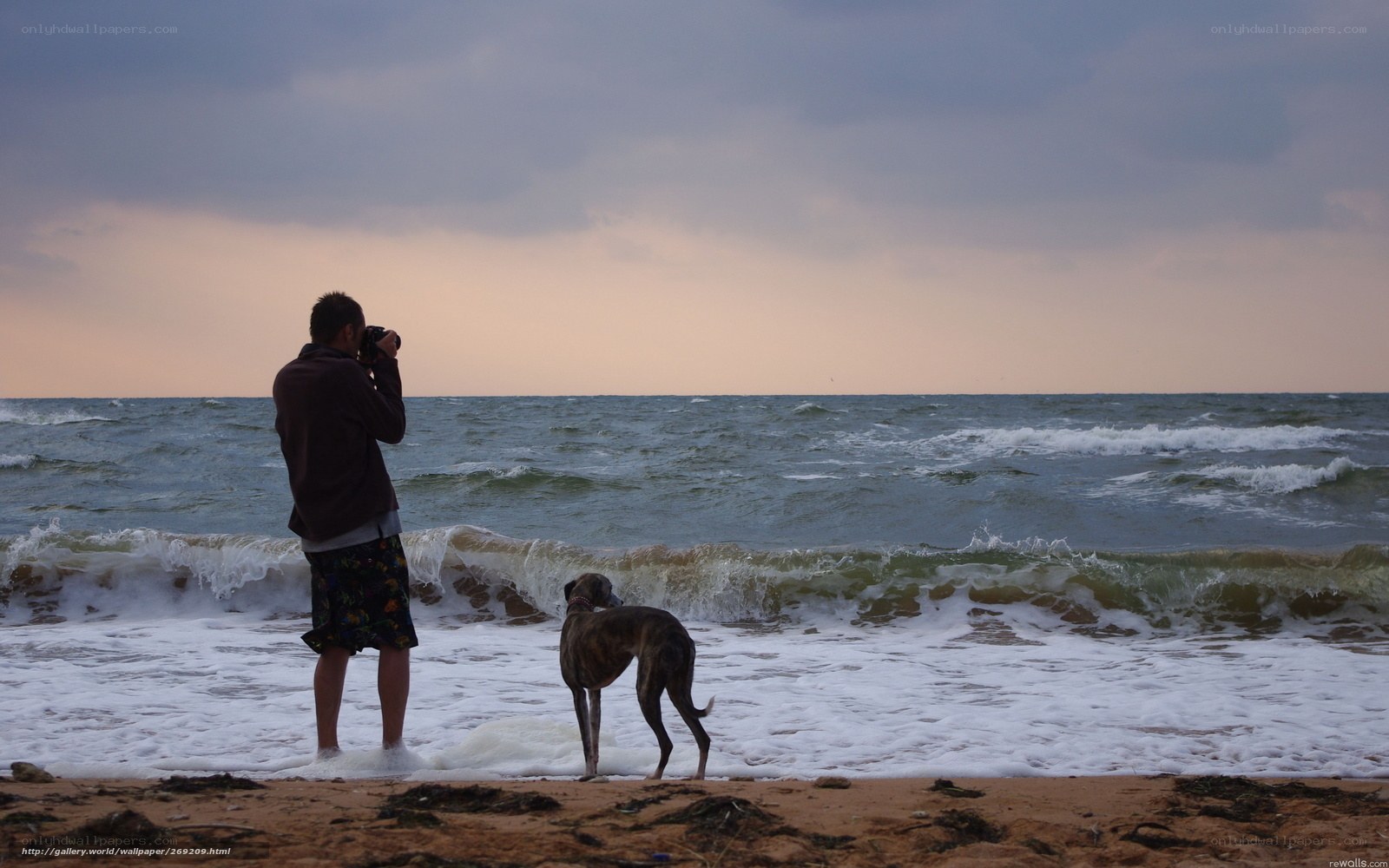 Man and dog at the beach