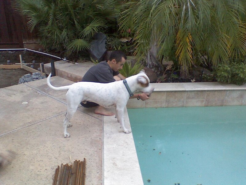 Man and dog by poolside