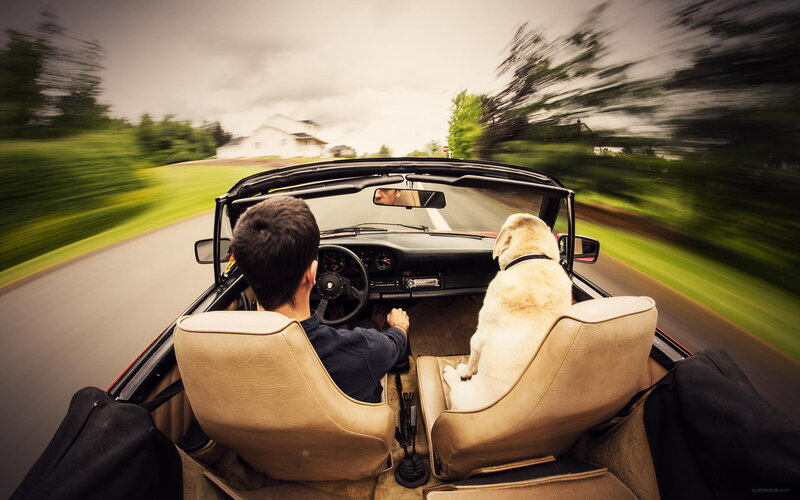 Man and Dog in Convertible