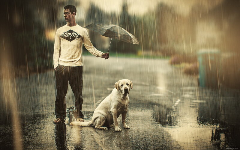 Man and Dog in Rain