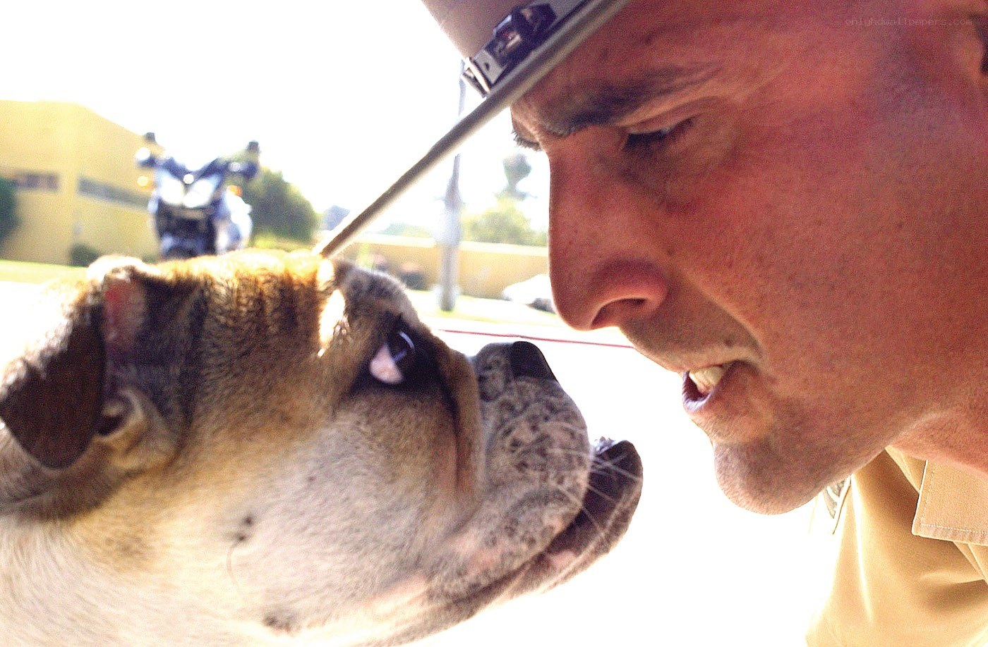 man and dog interacting closely