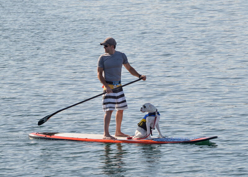 Man and Dog on Paddleboard