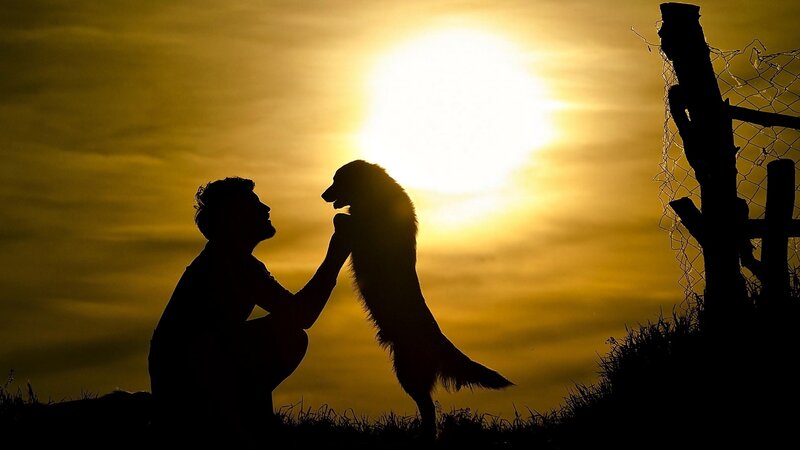 Man and Dog Silhouette — Yellow, Dramatic