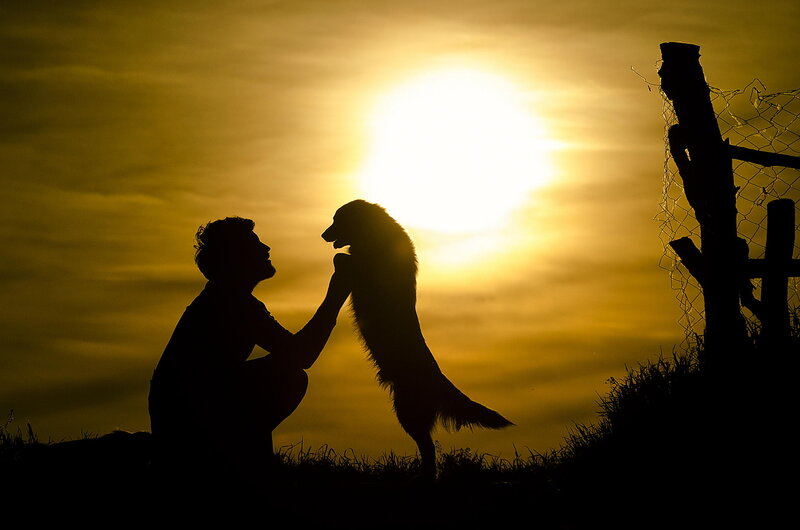 Man and Dog Silhouette — Yellow