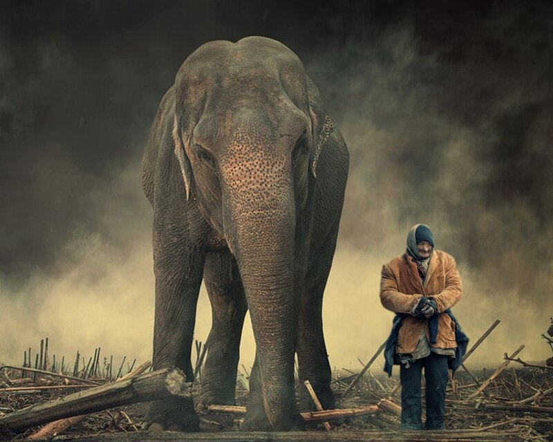 Man and Elephant