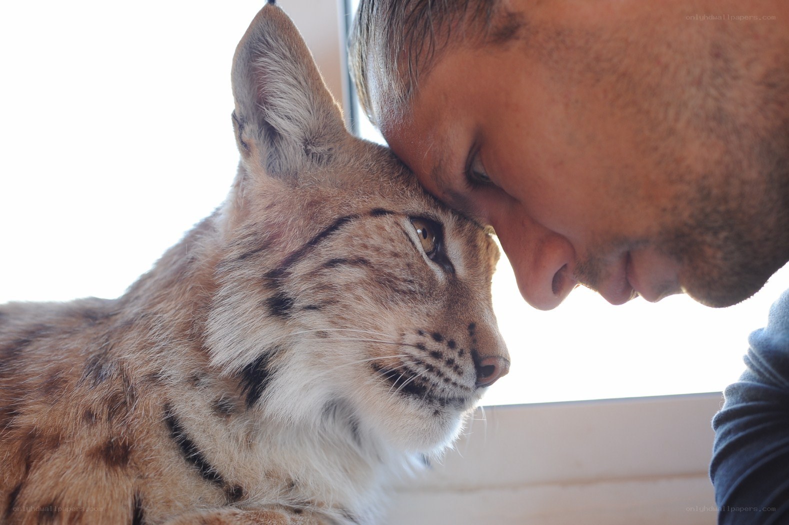 man and lynx touching foreheads