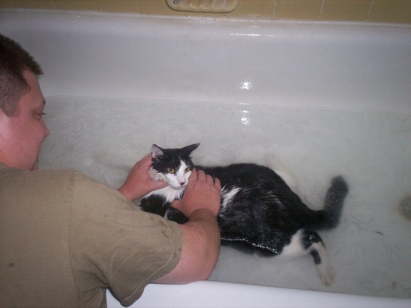 man bathing a cat