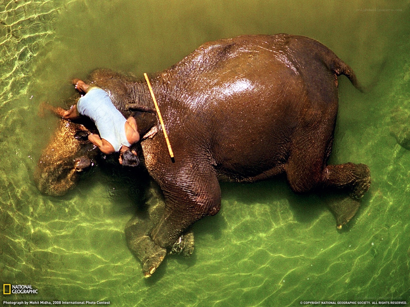 Man bathing elephant in water