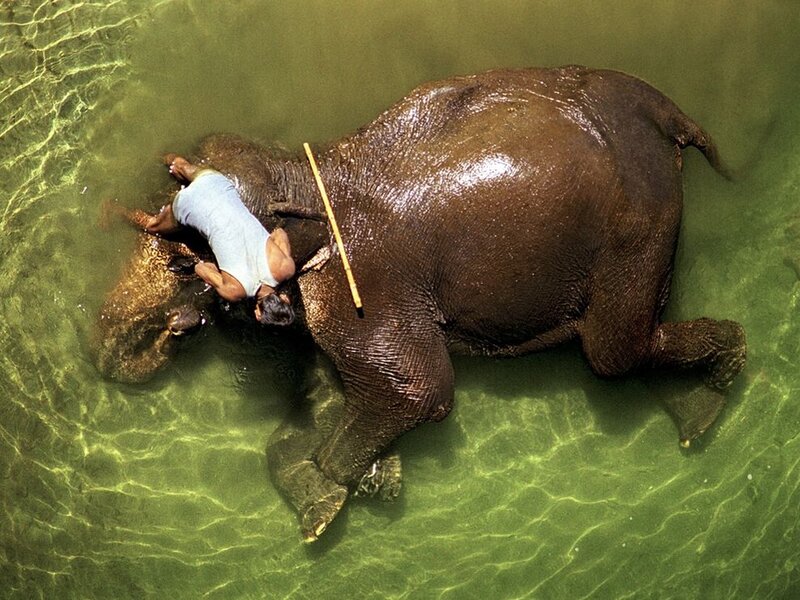 Man bathing with elephant