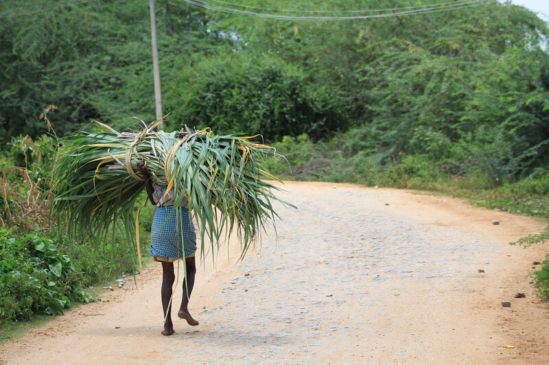Man carrying sugarcane leaves