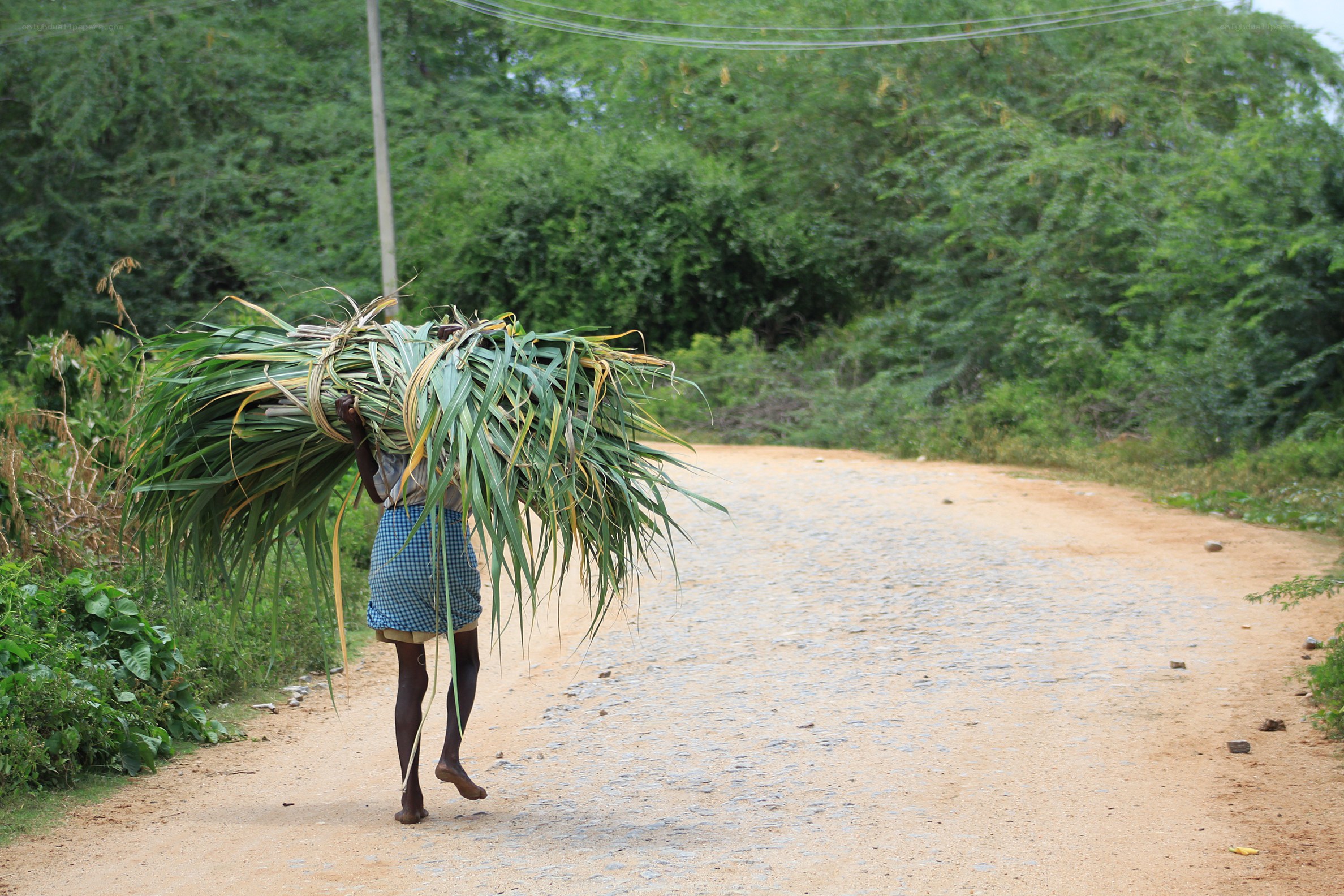 Man carrying sugarcane leaves