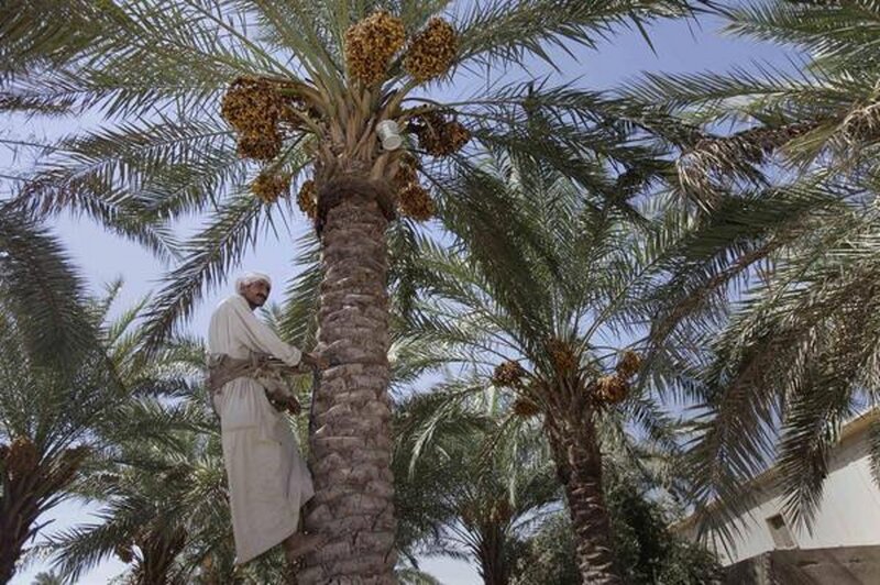 Man Climbing Palm Tree