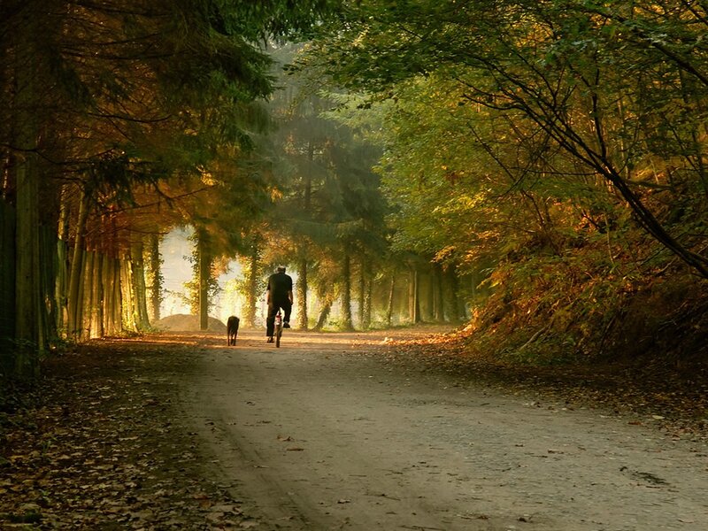 Man cycling with dog in forest
