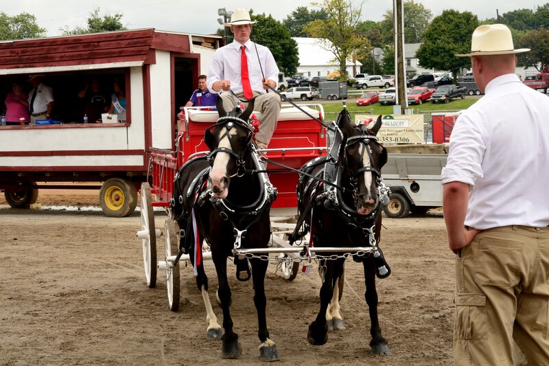 Man Driving Horse-drawn Carriage — Brown, Outdoor